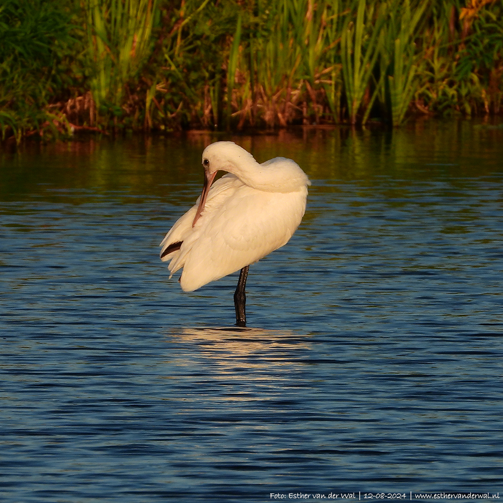 Avondrondje De Houtwiel