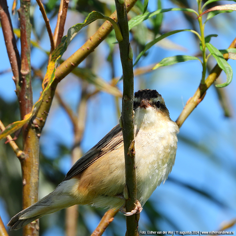 Vogelkijkhut De Baak (Lauwersmeer)