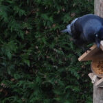 Kauwengedoe en Pindakaasplezier in de Tuin