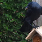 Een vogelhuisje, pindakaas en onverwachte gasten